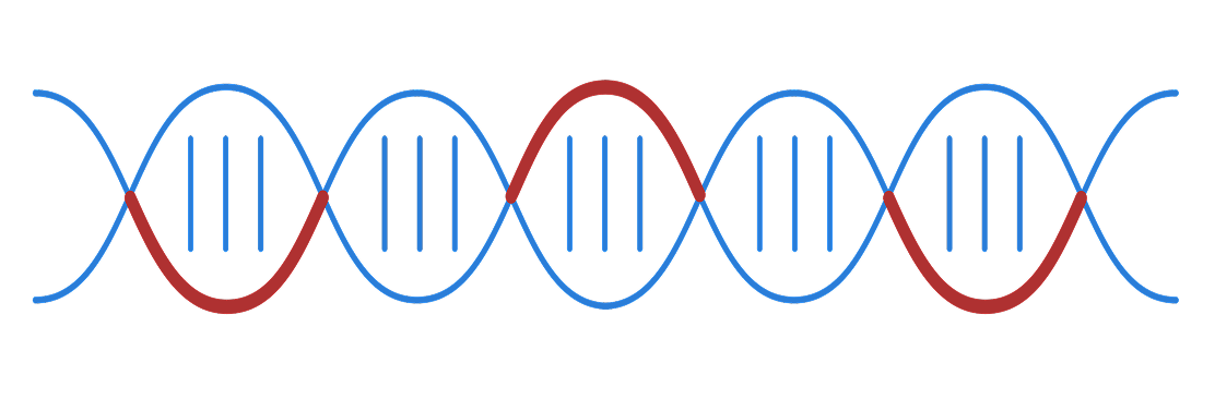 DNA sequence