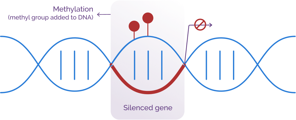 DNA chain showing methylation being added to the DNA as well as highlighting a silenced gene