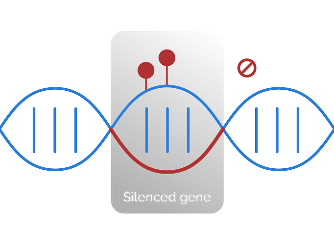 Infographic with textbook visual of DNA displaying how multiomics maximizes sensitivity by including genomic alterations and epigenomic alterations, such as DNA methylation. Genomic alterations cover clonal driver alterations, including SNVs and Indels. Epigenomic alterations provides differential methylation in tumor DNA.