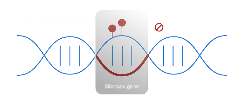 Infographic with textbook visual of DNA displaying how multiomics maximizes sensitivity by including genomic alterations and epigenomic alterations, such as DNA methylation. Genomic alterations cover clonal driver alterations, including SNVs and Indels. Epigenomic alterations provides differential methylation in tumor DNA.